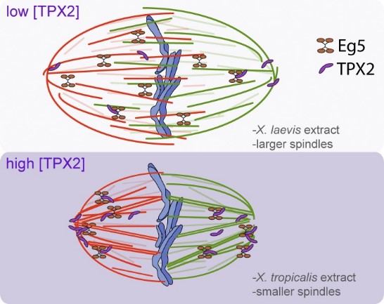 Model of TPX2 regulation of spindle size and MT distribution via Eg5.jpg